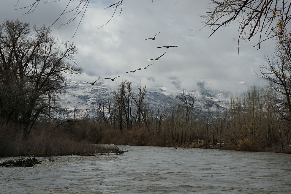 Daily Water Master Report