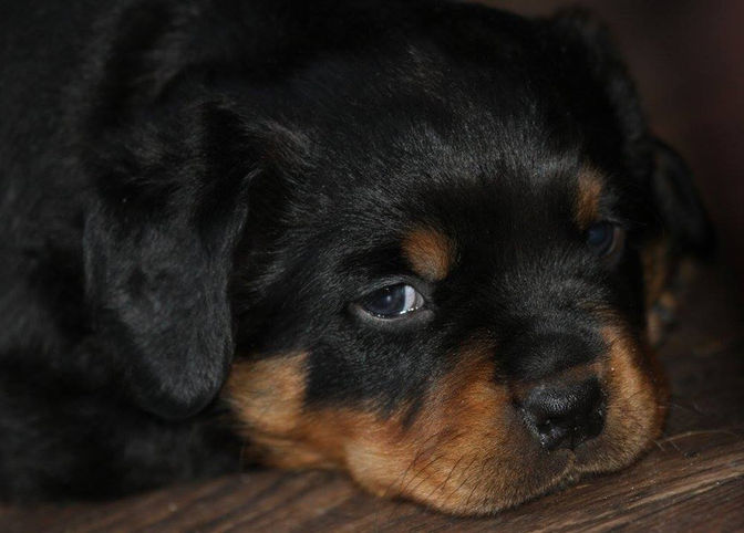 Nox/SOLA! Puppies - 4 Weeks