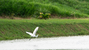 A white egret flies over a tranquil pond, surrounded by lush green grass and a gentle hillside under a cloudy sky.