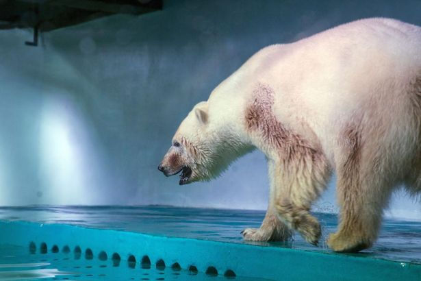 Organizaciones animalistas piden urgentemente la liberación del "oso más triste del mundo"