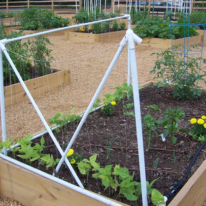 Community Garden 2.jpeg
