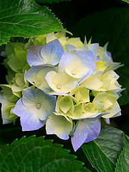 Hydrangeas.jpg