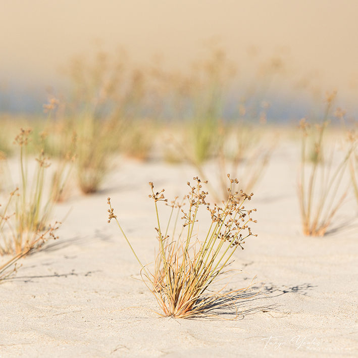 Sand Dunes, Dampier Peninsula, WA