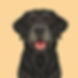 chihuahua with a plain orange background with the dog front and center looking happy .jpg