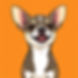 chihuahua with a plain orange background with the dog front and center looking happy .jpg