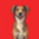 chihuahua with a plain orange background with the dog front and center looking happy .jpg