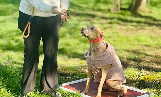 Pitbull Training