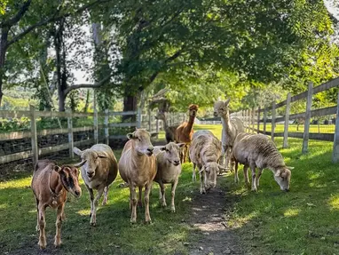 goat, sheep and alpaca on the trail