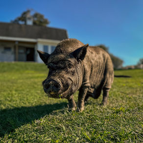Jack the pig
