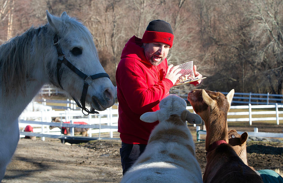 Patrick Cole, director of development and communications at West Place Animal Sanctuary in Tiverton, is the main attraction for the rescued farm animals, as he delivers apples (pictured left to right): Felix the horse, Barnaby the lamb, Sadie the goat, and Daisy the goat. Photos by Richard W. Dionne Jr.