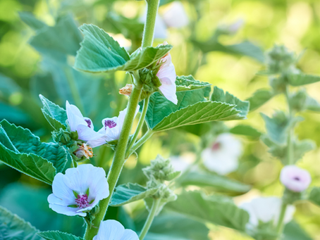 Guimauve: plante médicinal ou friandise?