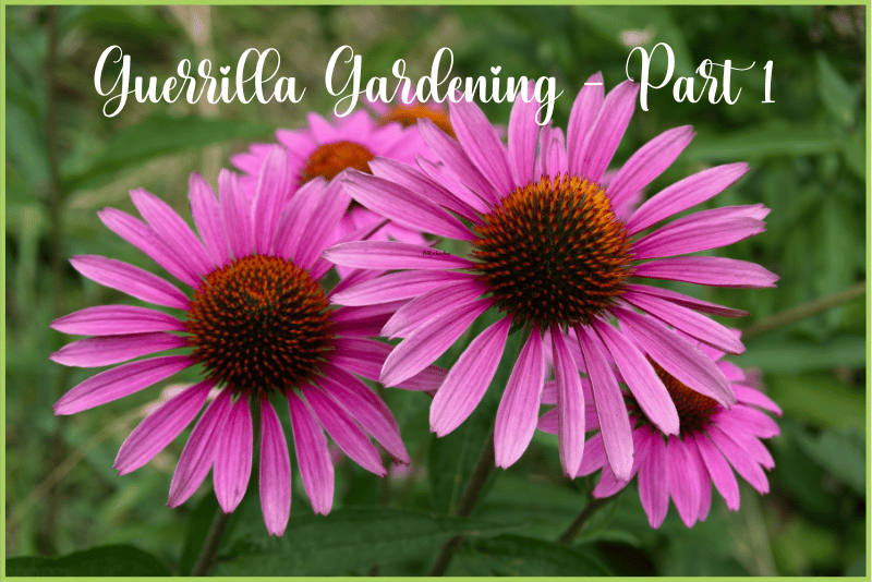 Guerrilla-Gardening-Part-1.webp