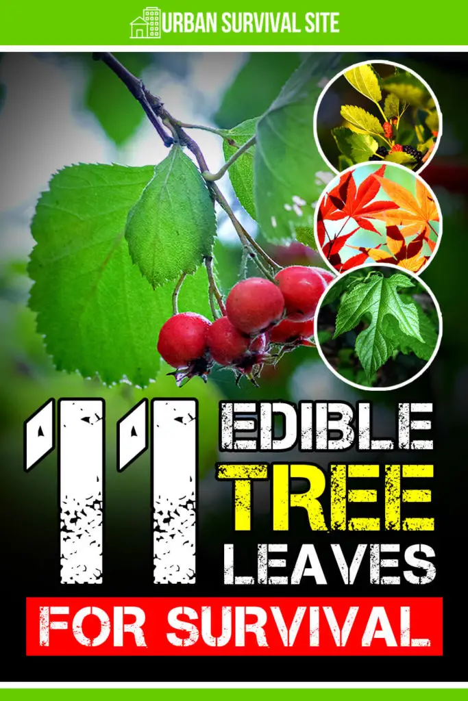 11-edible-tree-leaves-for-survival-pin-1-683x1024.webp