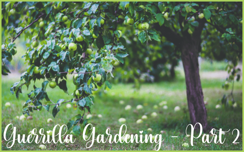 Guerrilla-Gardening-Part-2-1.webp