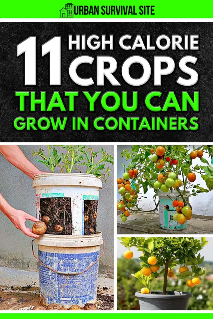11-high-calorie-crops-that-you-can-grow-in-containers-pin-2-683x1024.webp