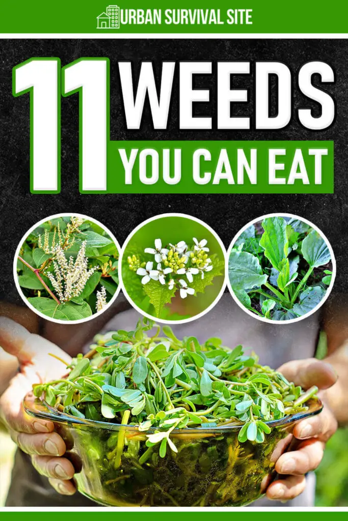 11-weeds-you-can-eat-pin-1-683x1024.webp