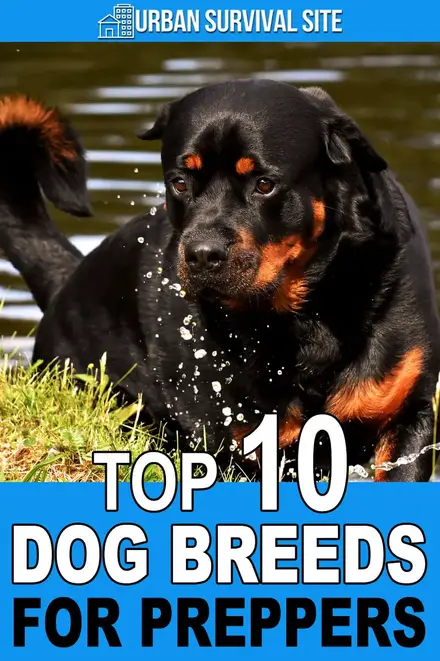 top-10-dog-breeds-for-preppers.webp