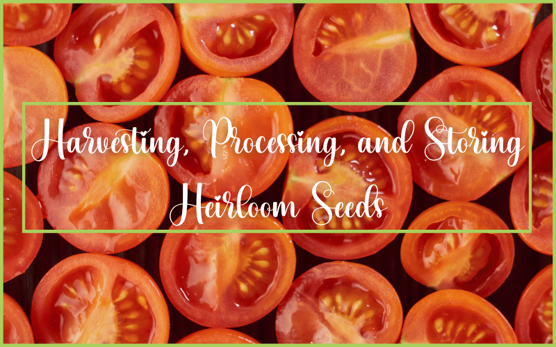 Harvesting-Processing-and-Storing-Heirloom-Seeds.webp