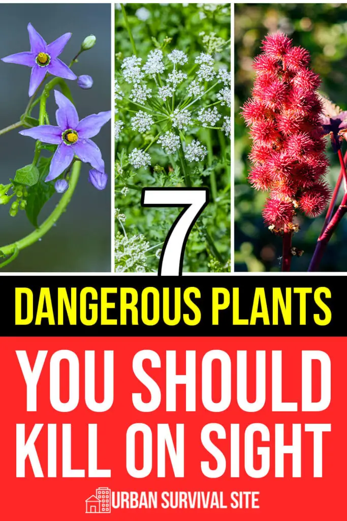 7-dangerous-plants-you-should-kill-on-sight-pin-1-683x1024.webp