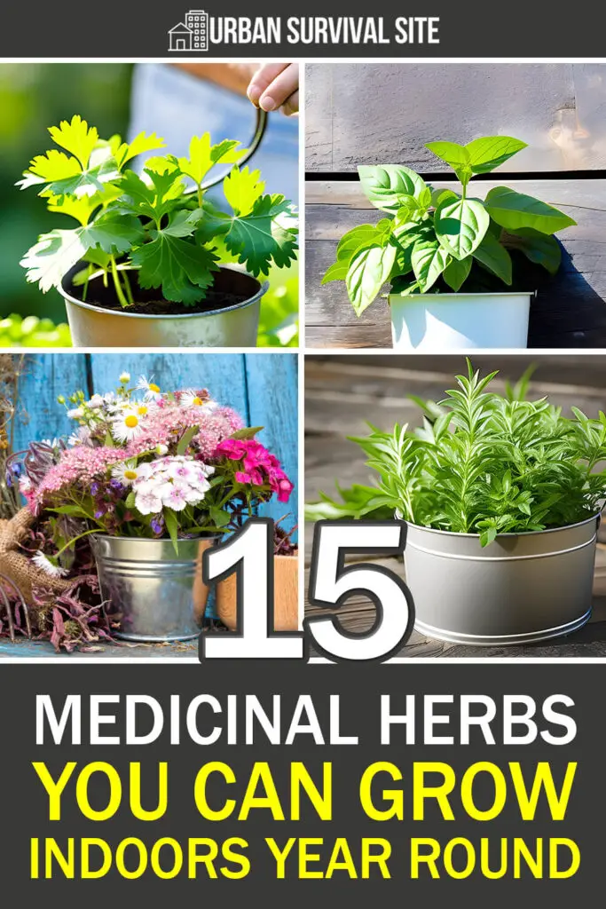 15-medicinal-herbs-you-can-grow-indoors-year-round.webp