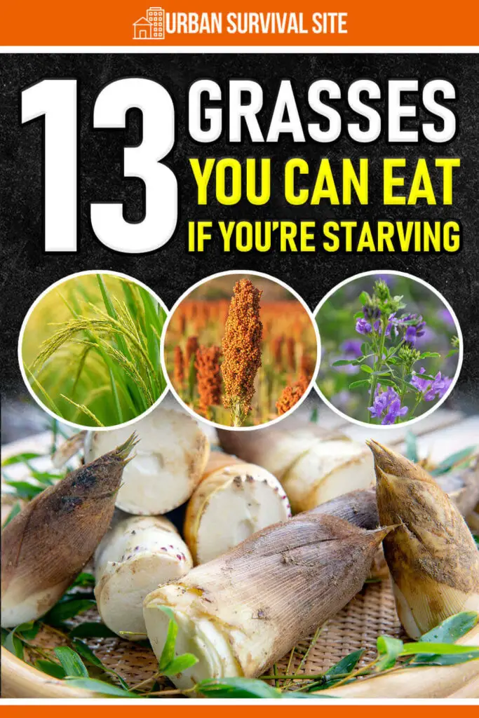 13-grasses-you-can-eat-if-youre-starving-pin-2-683x1024.webp