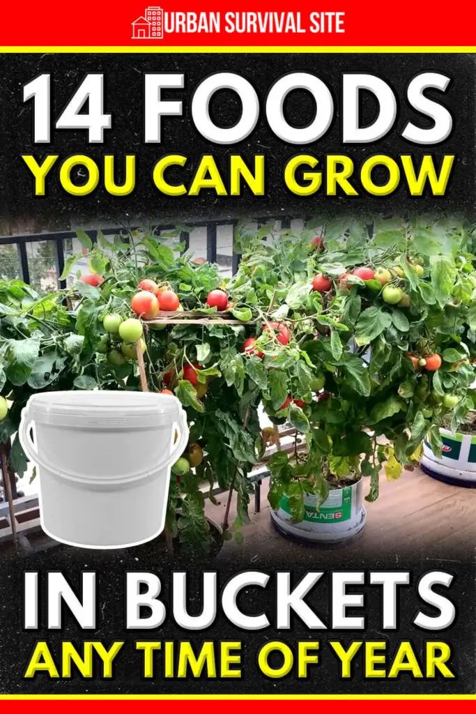 14-foods-you-can-grow-in-buckets-any-time-of-year-pin-2-683x1024.webp