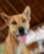 DOG LIFE