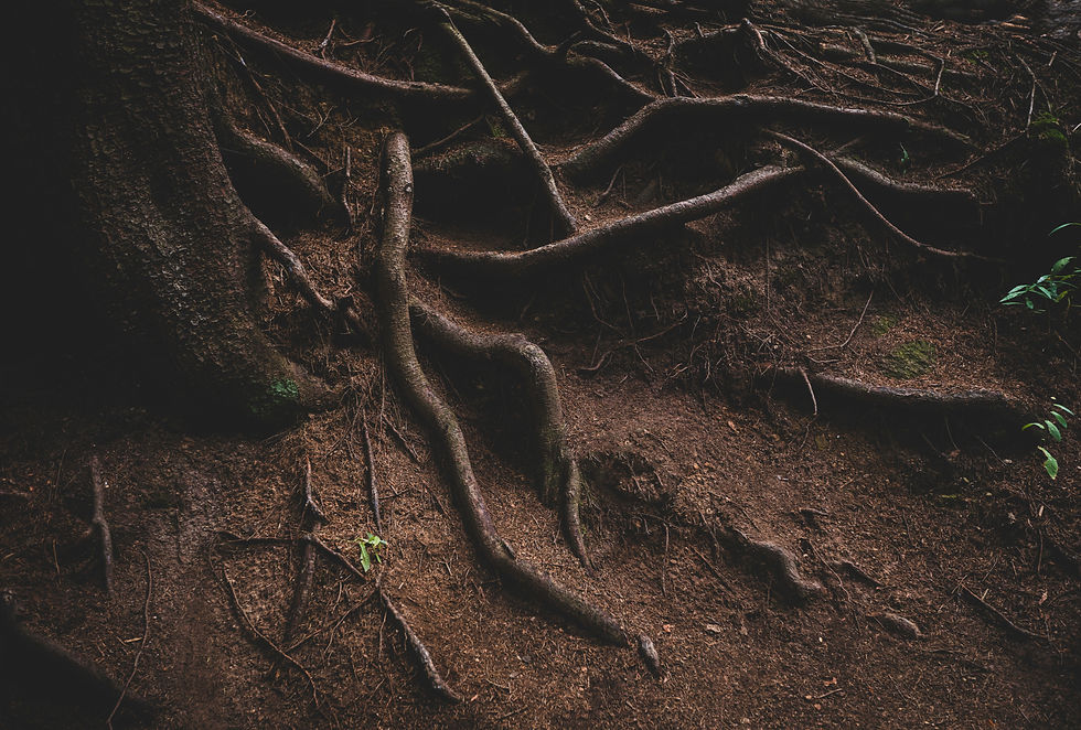 Roots in the winter