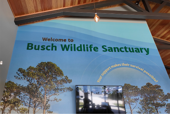 Bush-wildlife-19_550px.png