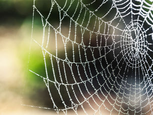 Un outil d'animation : Des Toiles d'araignées en atelier !