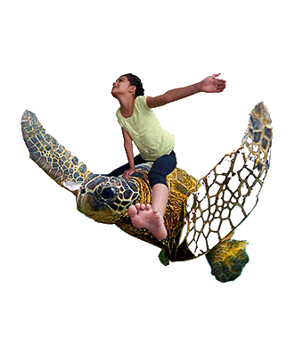sofia-turtle.gif