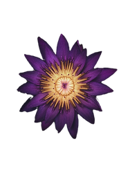 Fleur de vie et des possibles