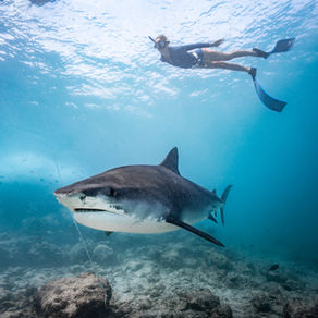 How To Safely Dive with Sharks