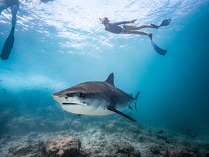How To Safely Dive with Sharks