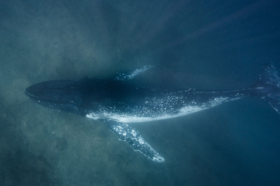 Thumbnail: Swim with Whales in Jervis Bay, NSW (Snorkel and Freedive)