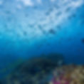 School of fish whilst freediving Byron Bay.jpg