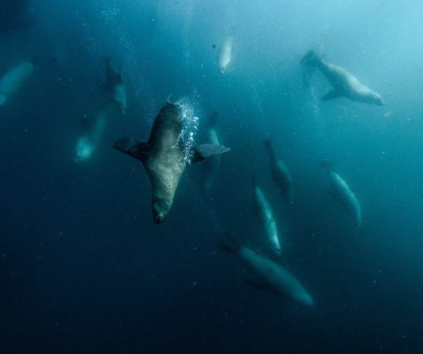 Giant Kelp Forest Tasmania Retreat Deep Sensations Freediving