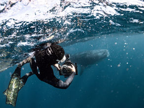 Ningaloo Freediving Expedition Recap: Whale Sharks, Humpbacks, Mantas, Tiger Sharks & an Epic Week on the Reef