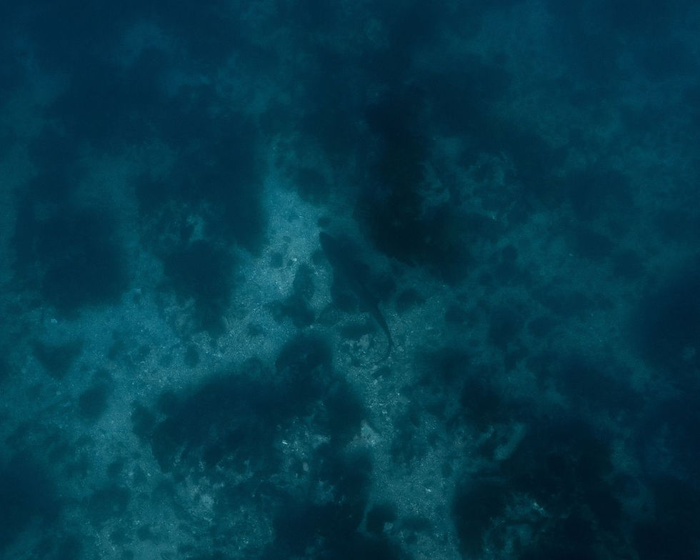 Thumbnail: Snorkel with Grey Nurse Sharks