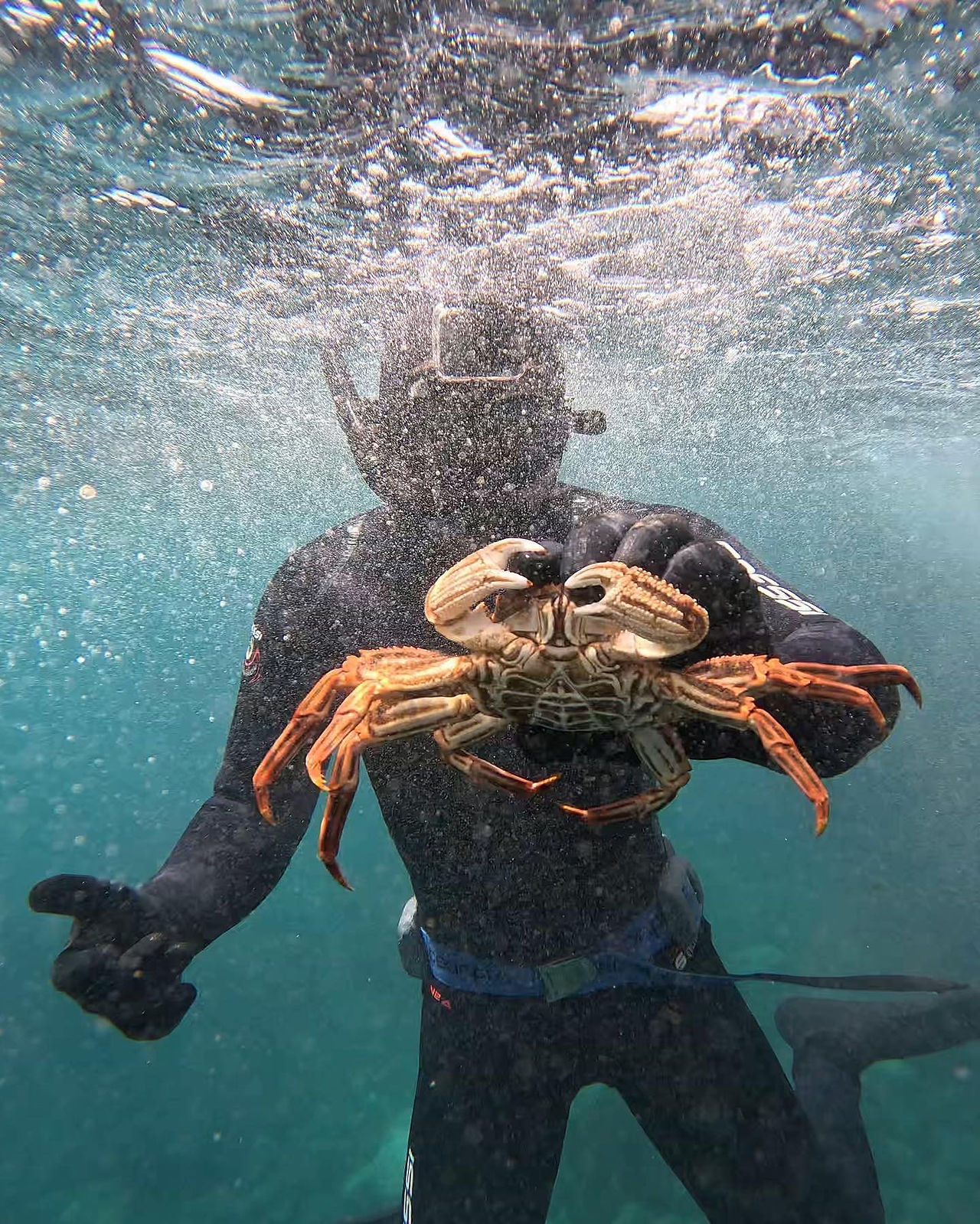 Rheif captured a huge crab
