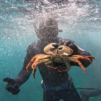 Rheif captured a huge crab