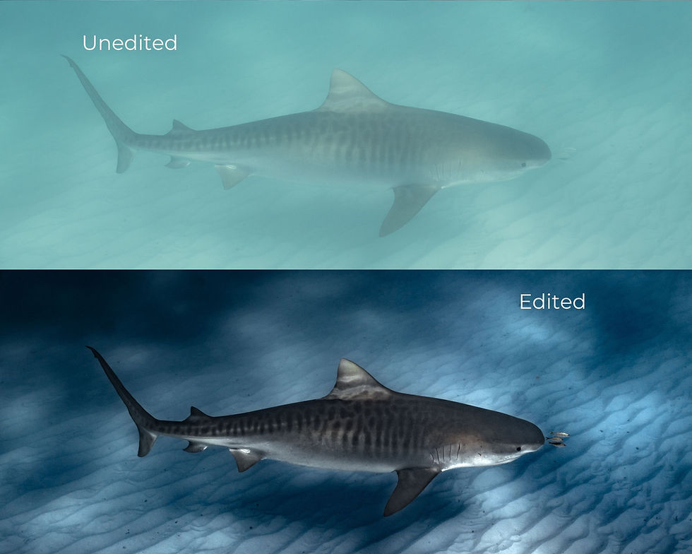 Thumbnail: Underwater Photography Course