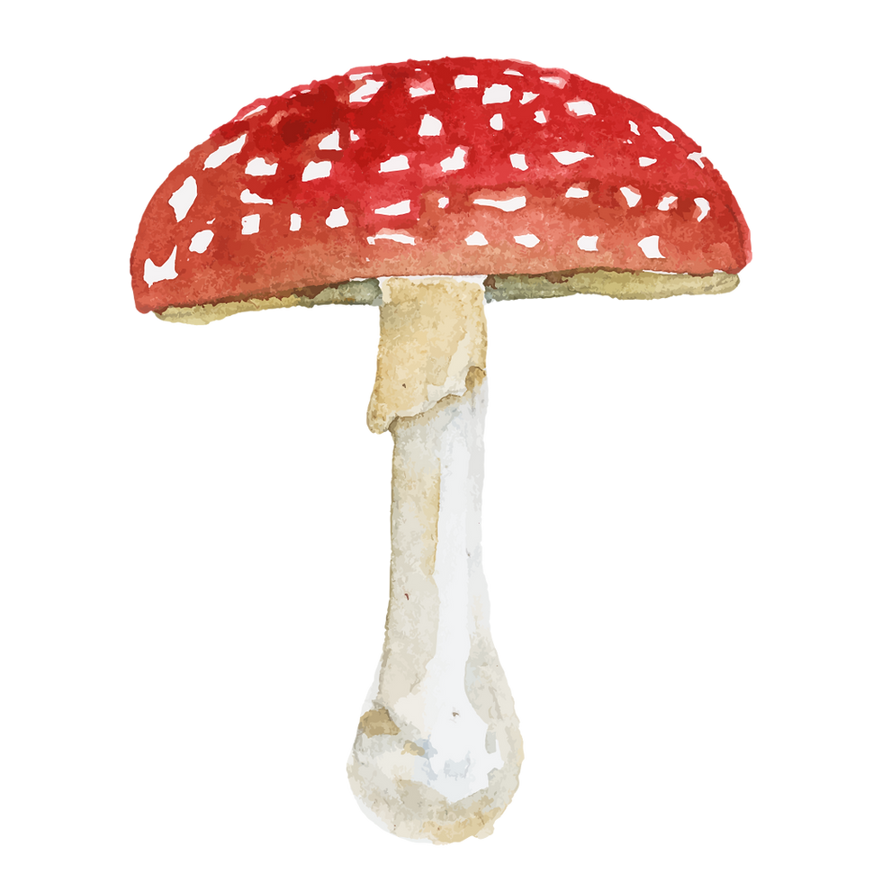 41.png