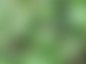 Blue Winged Wasp! Mis-adventures Mondays #wasps