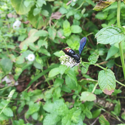 Blue Winged Wasp! Mis-adventures Mondays #wasps
