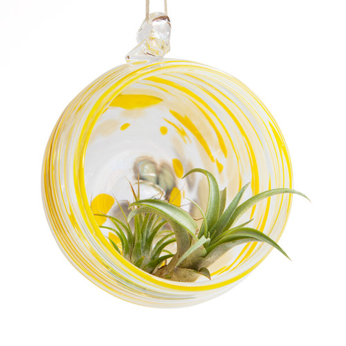 Hanging Air Plant Terrarium | Ouray Glassworks