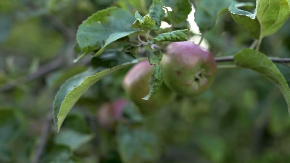 Apple Hero.mp4
