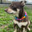 Thumbnail: Color Wheel Necklace