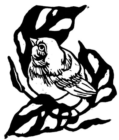 Blue Bird with Adansonii