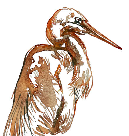 Blue Heron, In Orange